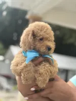 Toy, a male Poodle - Toy  for sale in Tampa, FL – 3 of 3