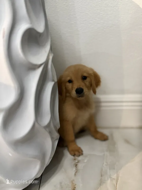Golden boy – Golden Retriever puppy for sale in Tampa, FL