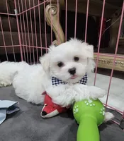 Maltese, a male Maltese for sale in Tampa, FL – 3 of 3