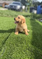 Golden, a female Golden Retriever for sale in Tampa, FL – 4 of 4