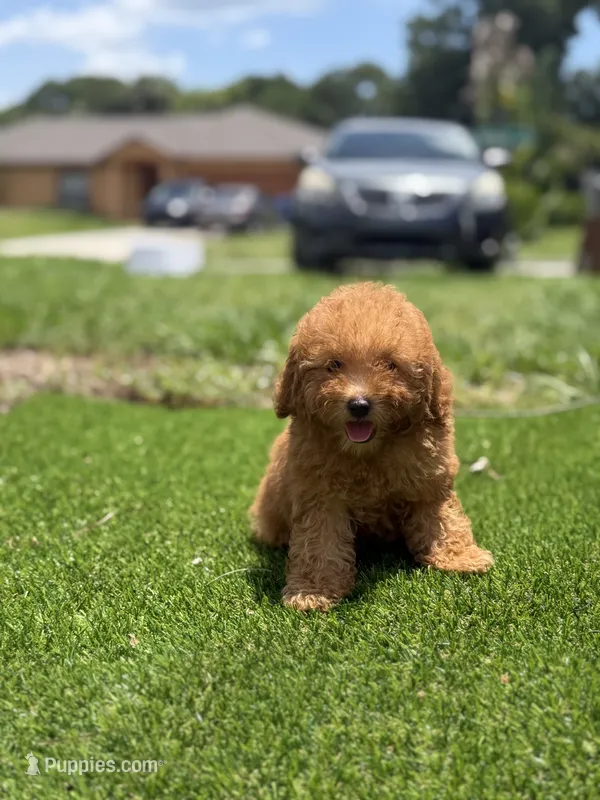 Female toy – Poodle - Toy  puppy for sale in Tampa, FL