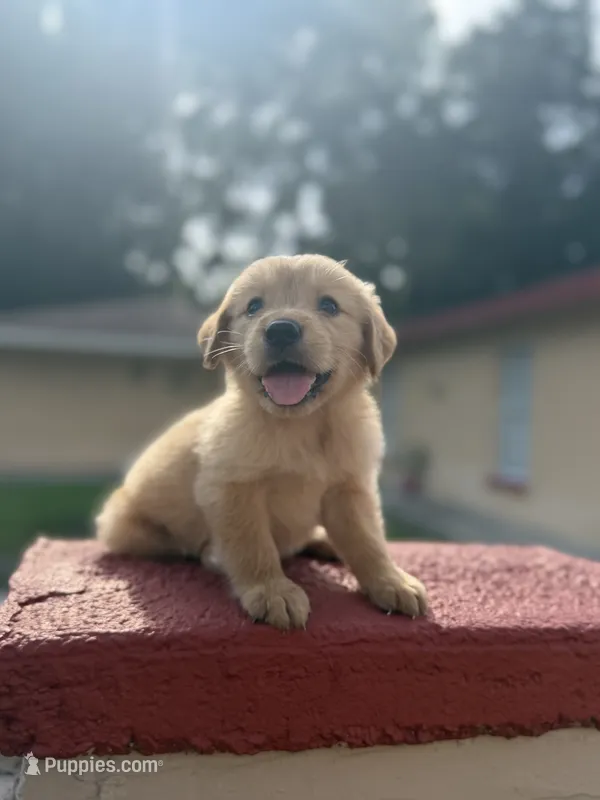 Golden boy – Golden Retriever puppy for sale in Tampa, FL