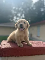 Golden boy, a male Golden Retriever for sale in Tampa, FL – 1 of 3