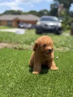  toy, a male Poodle - Toy  for sale in Tampa, FL – 2 of 3