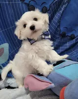 Maltese, a male Maltese for sale in Tampa, FL – 2 of 3