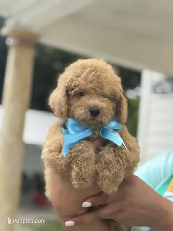 Toy – Poodle - Toy  puppy for sale in Tampa, FL