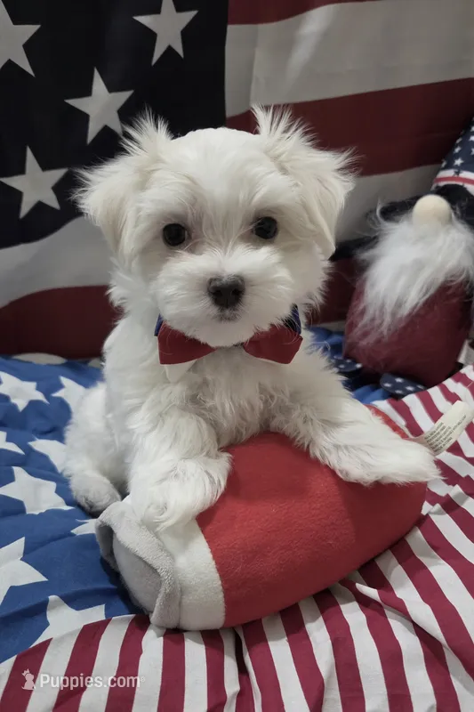 Maltese – Maltese puppy for sale in Tampa, FL