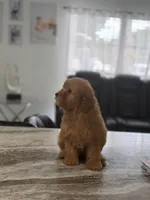 Male toy, a male Poodle - Toy  for sale in Tampa, FL – 2 of 2