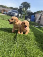 Golden, a female Golden Retriever for sale in Tampa, FL – 2 of 4