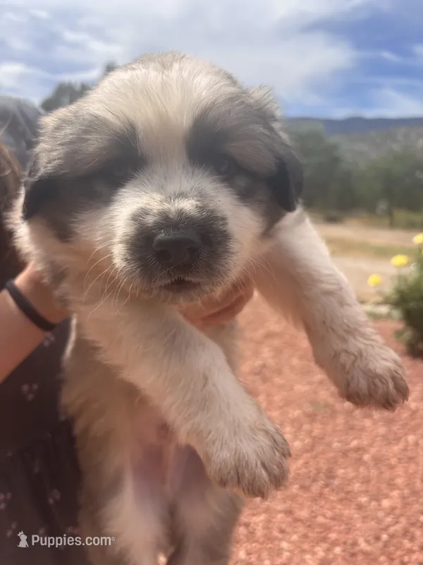 Beauregard (Bo) – Great Pyrenees puppy for sale in Tijeras, NM