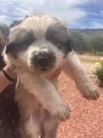 Beauregard (Bo), a male Great Pyrenees for sale in Tijeras, NM – 1 of 3