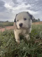 Little Joe, a male Australian Shepherd and Great Pyrenees for sale in Tijeras, NM – 4 of 5