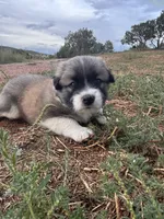 Mercy, a female Australian Shepherd and Great Pyrenees for sale in Tijeras, NM – 2 of 2