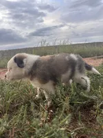 Little Joe, a male Australian Shepherd and Great Pyrenees for sale in Tijeras, NM – 5 of 5