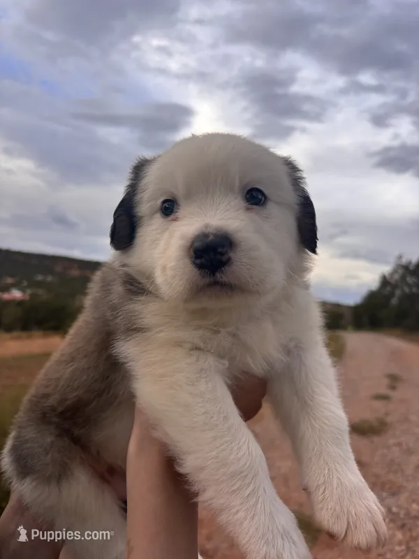 Little Joe – Australian Shepherd, Great Pyrenees puppy for sale in Tijeras, NM