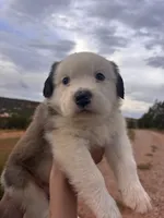 Little Joe, a male Australian Shepherd and Great Pyrenees for sale in Tijeras, NM – 1 of 5