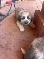 Beauregard (Bo), a male Great Pyrenees for sale in Tijeras, NM – 2 of 3