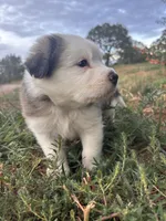 Little Joe, a male Australian Shepherd and Great Pyrenees for sale in Tijeras, NM – 2 of 5