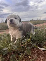 Little Joe, a male Australian Shepherd and Great Pyrenees for sale in Tijeras, NM – 3 of 5