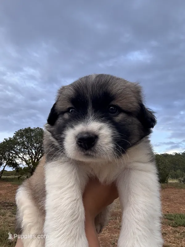 Mercy – Australian Shepherd, Great Pyrenees puppy for sale in Tijeras, NM