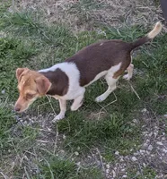 Sunshine , a female Chiweenie for sale in Dora, MO – Photo 4 of 4