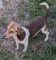 Sunshine , a female Chiweenie for sale in Dora, MO – Photo 3 of 4