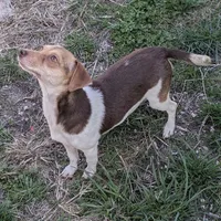 Sunshine , a female Chiweenie for sale in Dora, MO – Photo 2 of 4