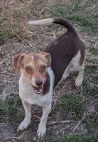 Sunshine , a female Chiweenie for sale in Dora, MO – Photo 1 of 4