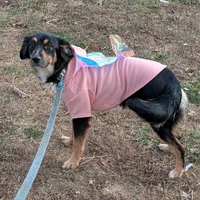 Nova, a female Australian Shepherd and Border Collie for sale in Dora, MO – Photo 2 of 2