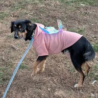 Nova, a female Australian Shepherd and Border Collie for sale in Dora, MO – Photo 1 of 2