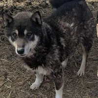 Outlaw, a male Shiba Inu for sale in Dora, MO – Photo 3 of 3