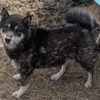 Outlaw, a male Shiba Inu for sale in Dora, MO – Photo 1 of 3