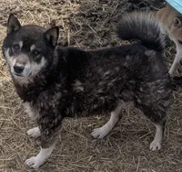 Outlaw, a male Shiba Inu for sale in Dora, MO – Photo 1 of 3