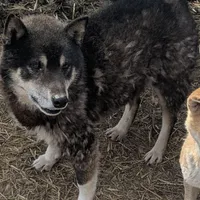 Outlaw, a male Shiba Inu for sale in Dora, MO – Photo 2 of 3
