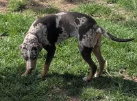 Lyra, a female Catahoula Leopard Dog for sale in Dora, MO – 2 of 4