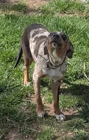 Lyra, a female Catahoula Leopard Dog for sale in Dora, MO – 3 of 4
