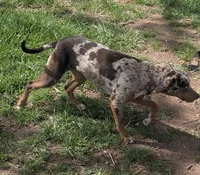Lyra, a female Catahoula Leopard Dog for sale in Dora, MO – 4 of 4