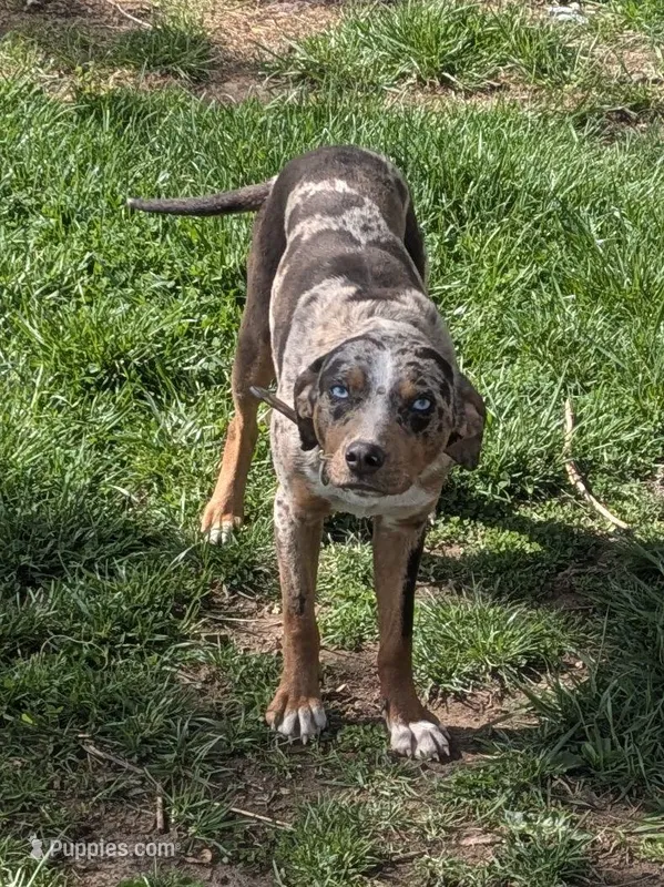 Lyra – Catahoula Leopard Dog puppy for sale in Dora, MO