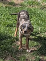 Lyra, a female Catahoula Leopard Dog for sale in Dora, MO – 1 of 4