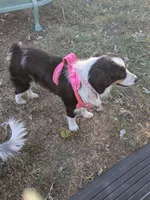 Mazakein, a female Miniature Australian Shepherd for sale in Dora, MO – Photo 2 of 3