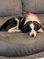 Mazakein, a female Miniature Australian Shepherd for sale in Dora, MO – Photo 1 of 3