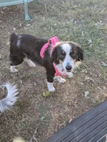 Mazakein, a female Miniature Australian Shepherd for sale in Dora, MO – Photo 3 of 3