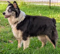 Junebug , a female Australian Shepherd for sale in Dora, MO – Photo 2 of 2