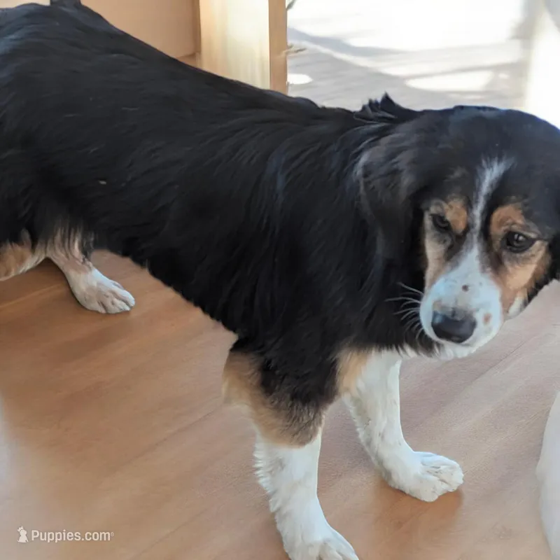 Lilly – Miniature Australian Shepherd puppy for sale in Dora, MO