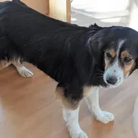 Lilly, a female Miniature Australian Shepherd for sale in Dora, MO – 1 of 1