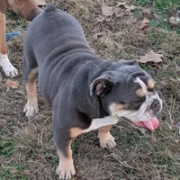 Antoinette, a female English Bulldog for sale in Dora, MO – Photo 4 of 4
