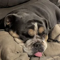 Antoinette, a female English Bulldog for sale in Dora, MO – Photo 1 of 4