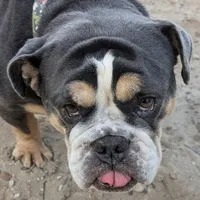 Antoinette, a female English Bulldog for sale in Dora, MO – Photo 3 of 4