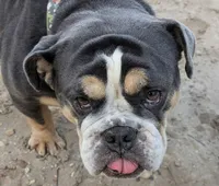 processed/8446ca32-d375-4a3f-990b-db03c4028a35/listing/90809af8-7720-4ae9-9f19-4b562fb4496e/acb2690a-d2d2-4136-9db8-b7543437e914