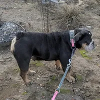Antoinette, a female English Bulldog for sale in Dora, MO – Photo 2 of 4